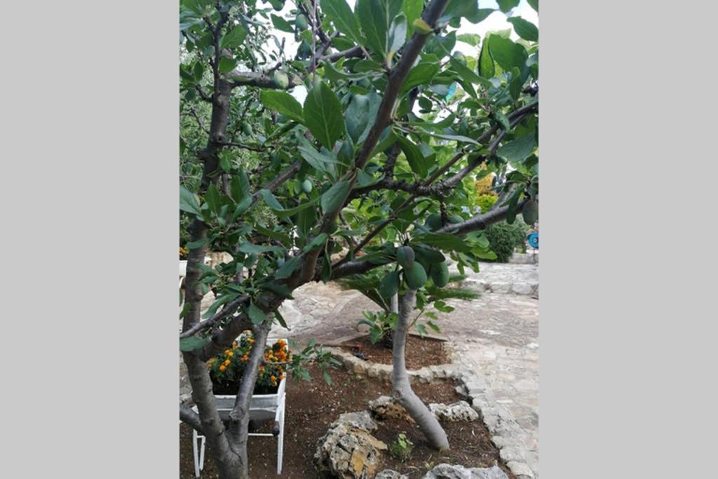 ויאסטה Villa Arenella מראה חיצוני תמונה